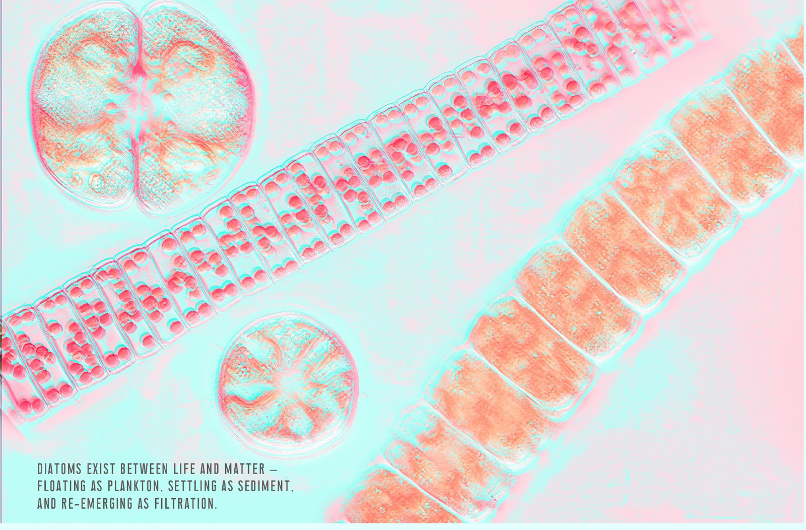 VIS—A—VIS image 2